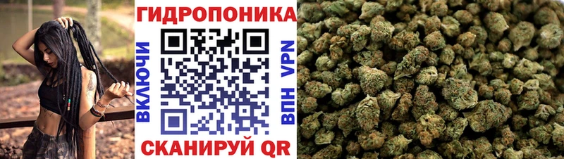 Купить закладки  Саранск  Канабис сатива 